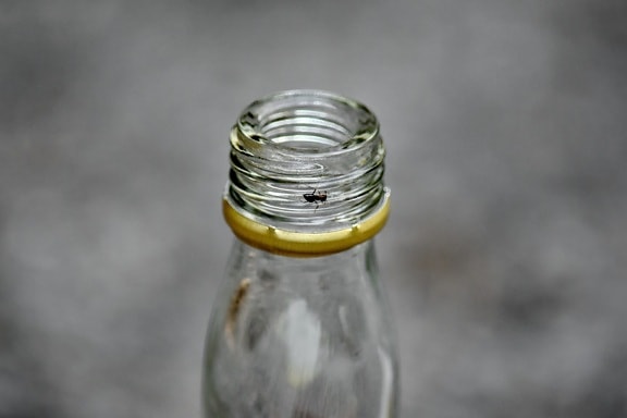 Ameisen, Flasche, Insekt, Container, Glas, Recycling, Still-Leben, vertikale, Reflexion, leere