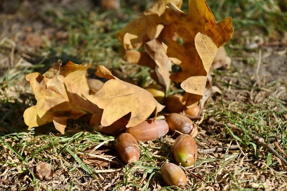 acorn, autumn season, organism, ground, nature, leaf, wood, season, flora, tree