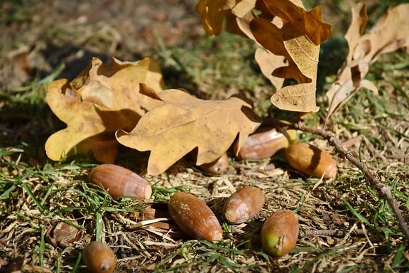acorn, autumn season, branch, grass, leaf, nature, wood, tree, flora, season