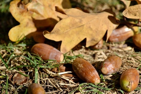 seed, acorn, wood, leaf, nature, food, ground, outdoors, tree, season