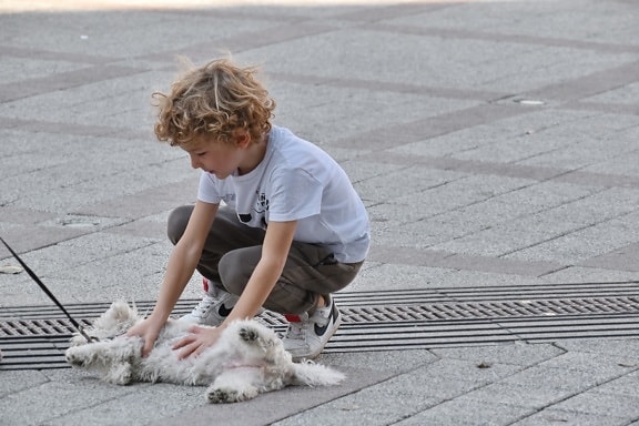 少年, 犬, 楽しさ, 通り, 道路, 舗装, 犬, アスファルト, 子, かわいい