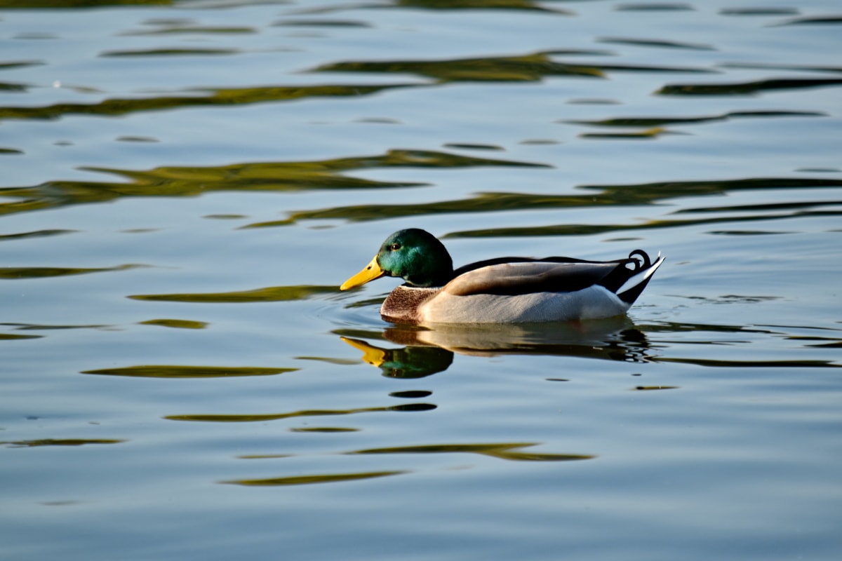 vodena ptica, lijepa fotografija, šareno, patka, odraz, sa strane, plivanje, ptica, jezero, pero
