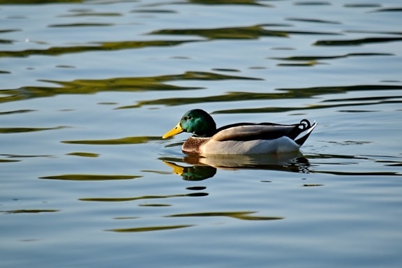 aquatic bird, beautiful photo, colorful, duck, reflection, side view, swimming, bird, lake, feather