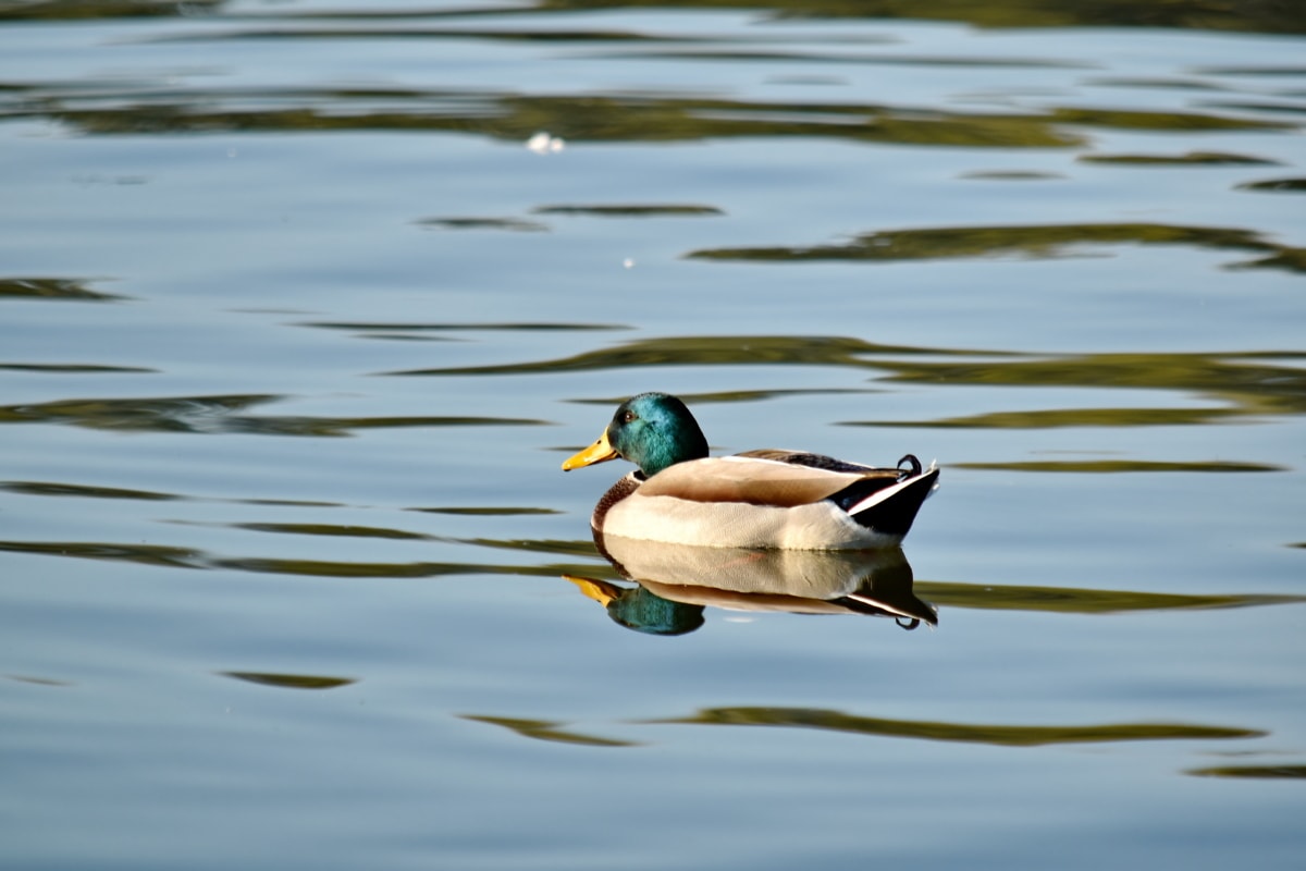 patka, perje, odraz, divljina, bazen, ptica patka, pero, ptice vodarice, voda, jezero