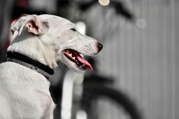 dog, nose, purebred, side view, sitting, teeth, tongue, white, hunting dog, pet