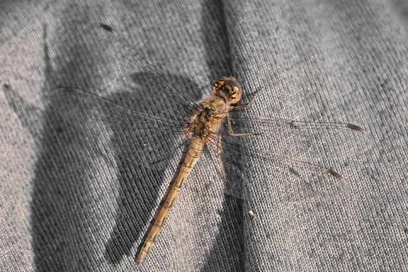 canvas, dragonfly, insect, knitwear, lacewing, wings, invertebrate, arthropod, nature, dark