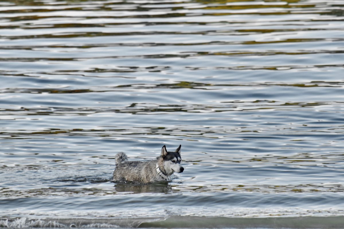 baño, Husky, perro de trineo, agua, ondas, canino, animal, Lago, reflexión, perro