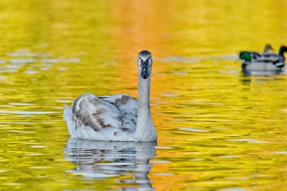 ducks, golden glow, natural habitat, reflection, swan, swimming, bird, water, waterfowl, nature