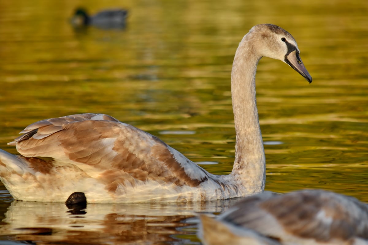 light brown, ornithology, swan, young, nature, lake, water, bird, pool, wildlife