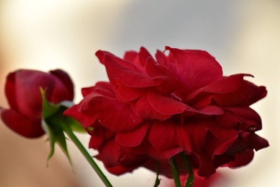красиви цветя, детайли, романтика, Роза, цвете, венчелистче, розово, природата, листа, флора