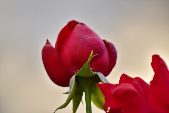 perto, detail, flor em botão, vermelho, rosa, rosa, planta, natureza, pétala, Primavera