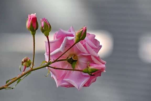 beautiful image, flower bud, focus, pink, roses, wedding, blossom, petal, bud, plant