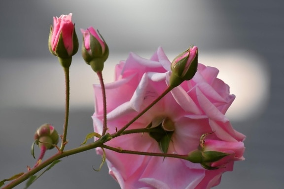 bouton floral, jardin fleuri, rosâtre, des roses, Rose, pétale, bourgeon, fleur, nature, Tulip