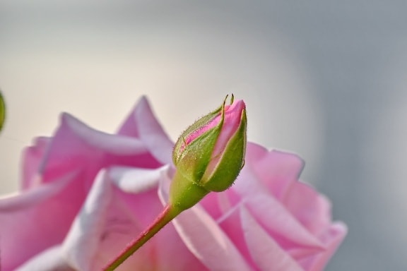 flower bud, pastel, petals, pinkish, roses, blossom, plant, bud, rose, petal