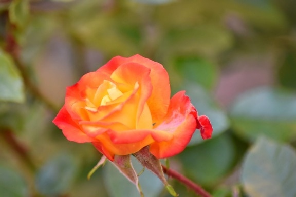 hermosas flores, yema floral, jardín de flores, Jardín, amarillo anaranjado, color de rosa, arbusto, planta, naturaleza