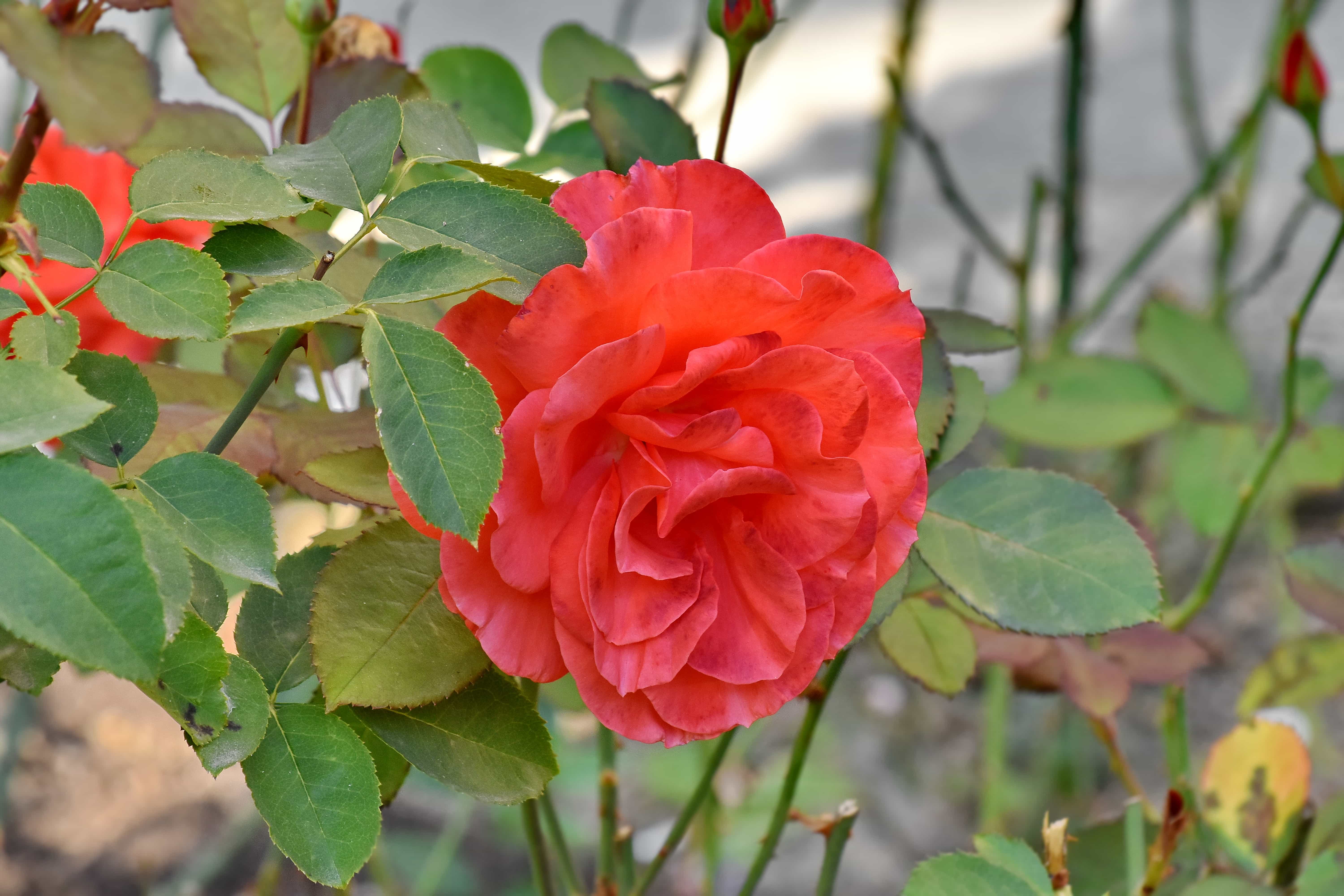 Imagine Gratuită Flori De Gradina Frunze Verzi Rosu Trandafiri