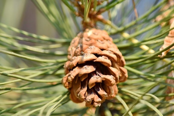 branches, white spruce, evergreen, pine, nature, tree, cone, branch, conifer, color