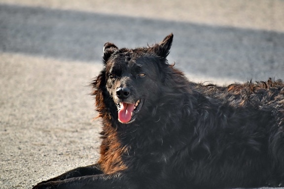 beautiful photo, dog, laying, pavement, portrait, relaxing, shepherd dog, sunshine, canine, animal