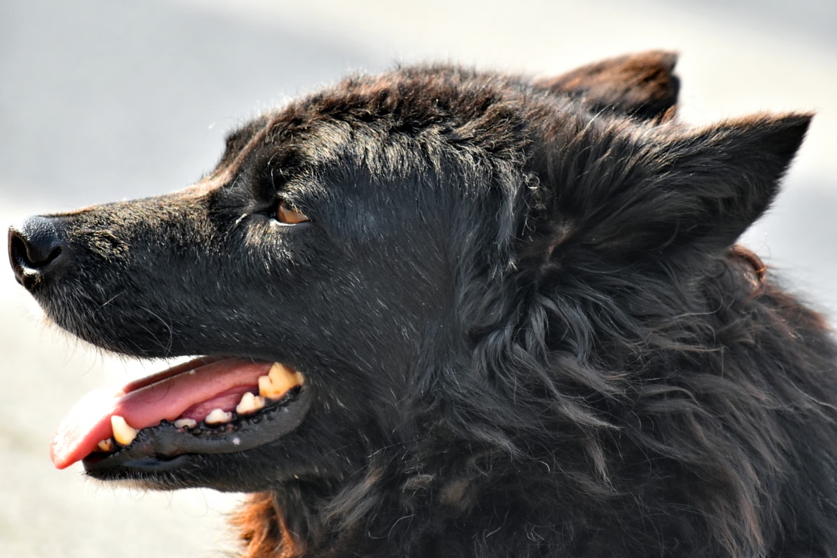 czarny, zwijać, ucho, nos, portret, Shepherd dog, Widok z boku, zęby, język, pies