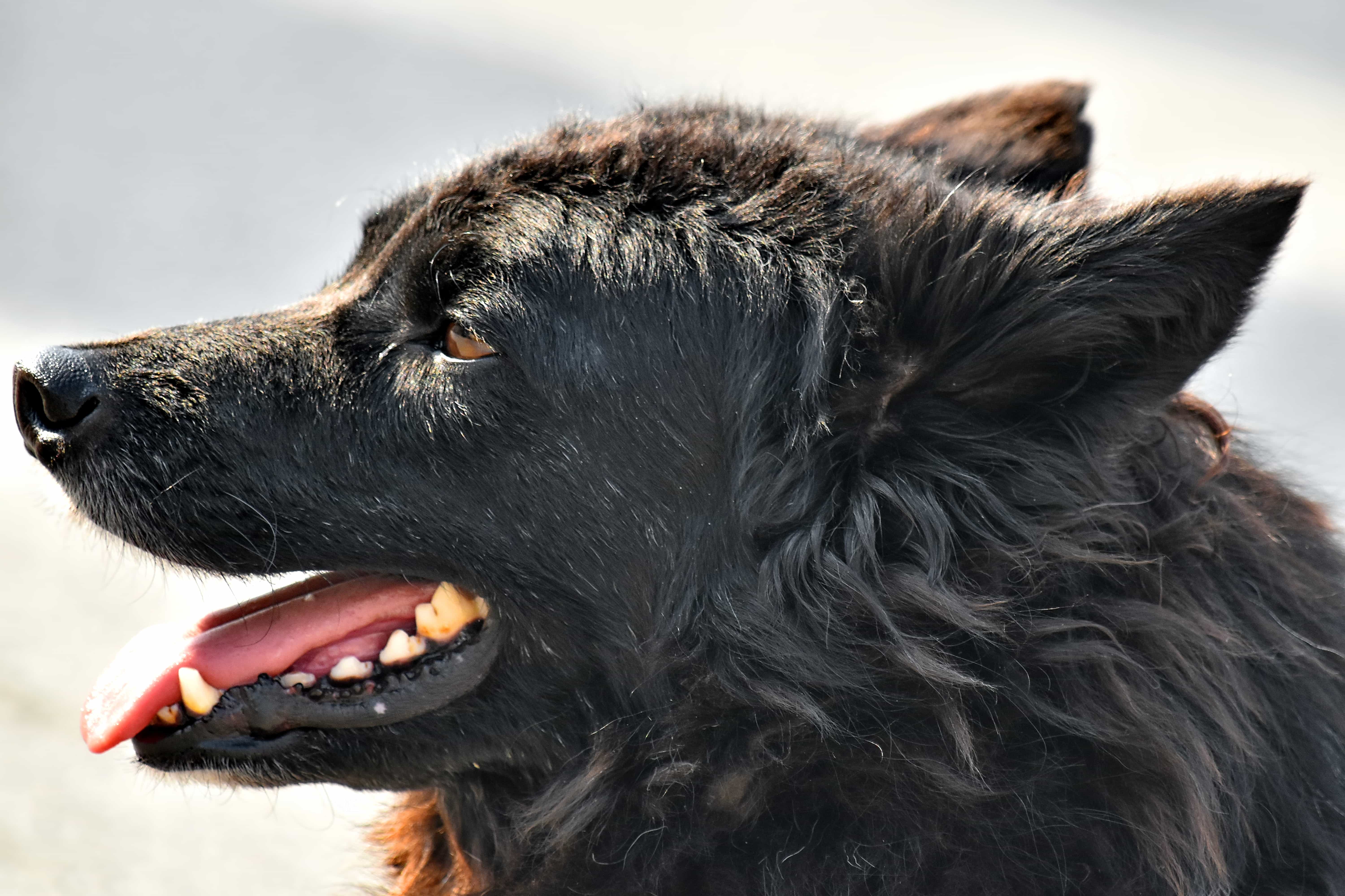 К чему снится собака черная большая добрая. Овчарка вид сверху. Портрет овчарка гнев на скале. Собака Калуга. Нос собаки сбоку.