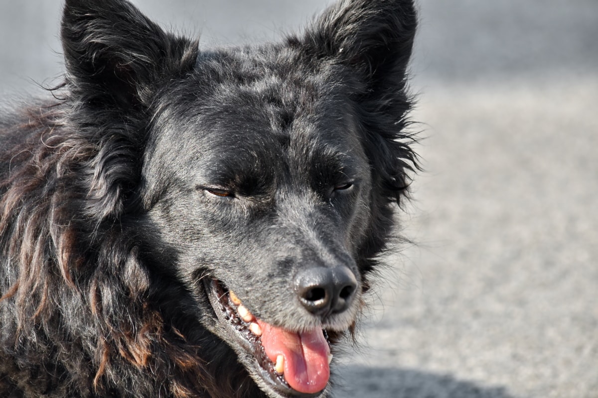 dog, nose, pedigree, purebred, shepherd dog, sunshine, teeth, tongue, pet, canine