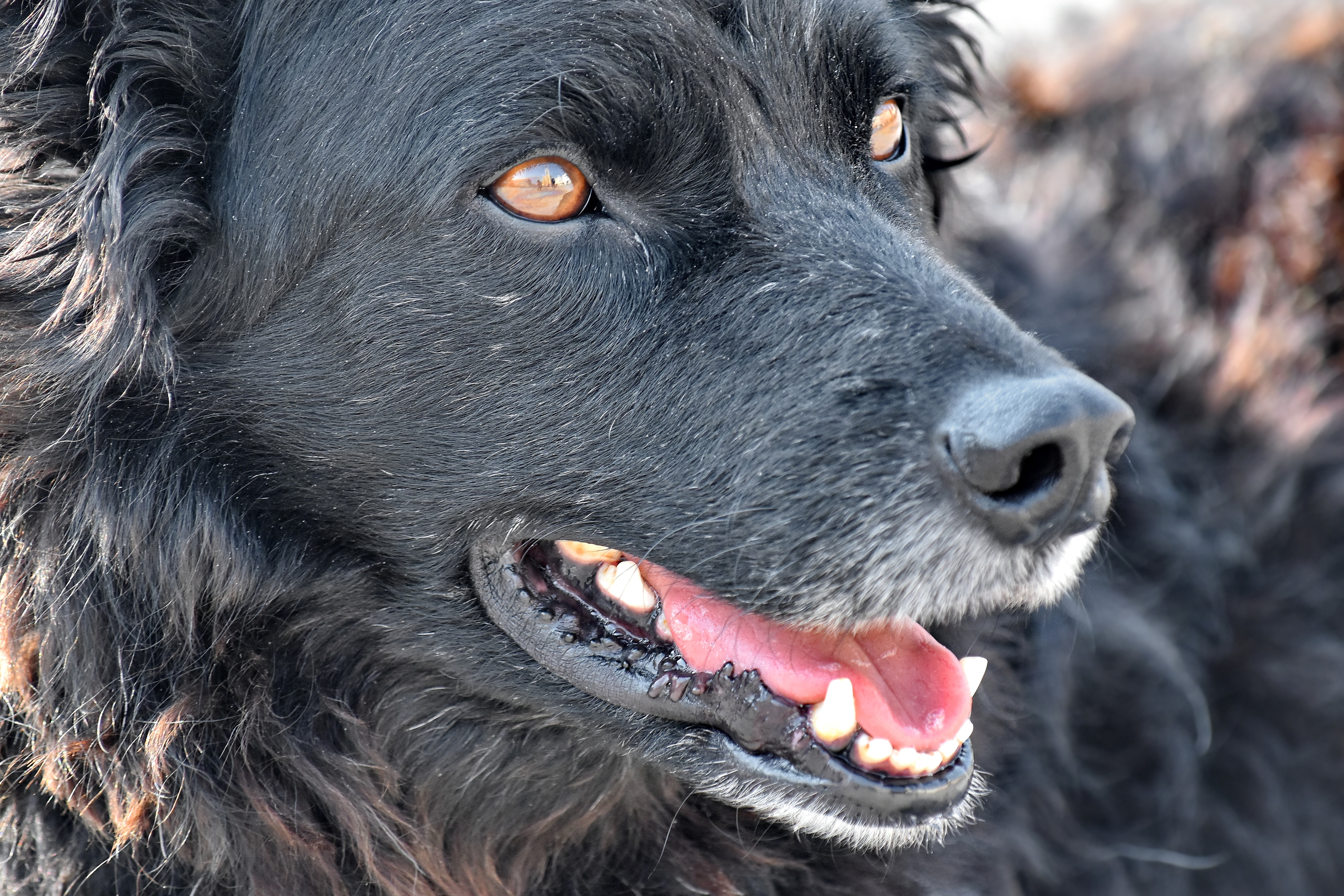 フリー写真画像 ブラック 好奇心が強い 犬 シェパード ドッグ 舌 ペット かわいい 動物 縦方向 髪