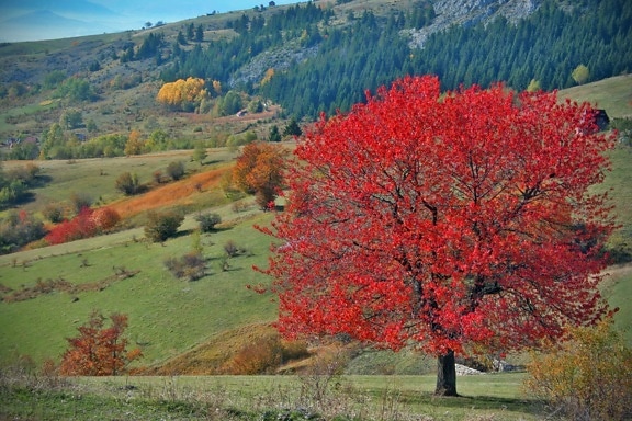 秋天季节, 波斯尼亚和黑塞哥维那, 山坡, 树, 植物, 灌木, 秋天, 公园, 景观, 叶