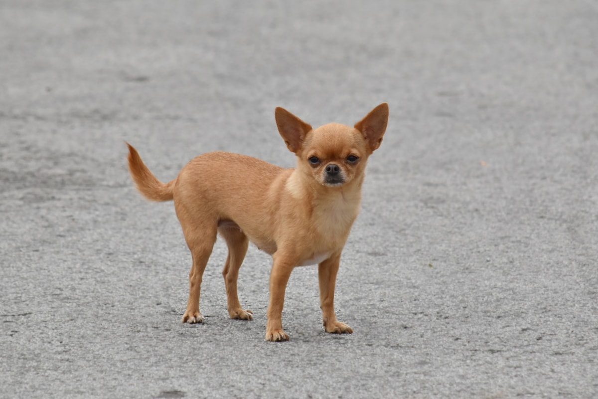 adorable, perro, marrón claro, miniatura, pequeño, mascota, lindo, nacionales, cachorro, animal