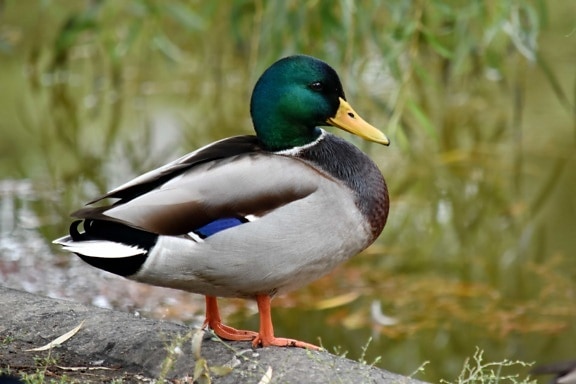 duck, mallard, natural habitat, side view, bird, nature, feather, wildlife, duck bird, waterfowl