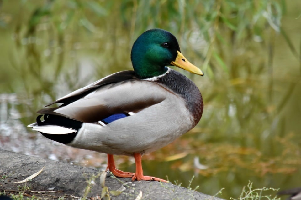 Free picture: duck, mallard, natural habitat, side view, bird, nature ...