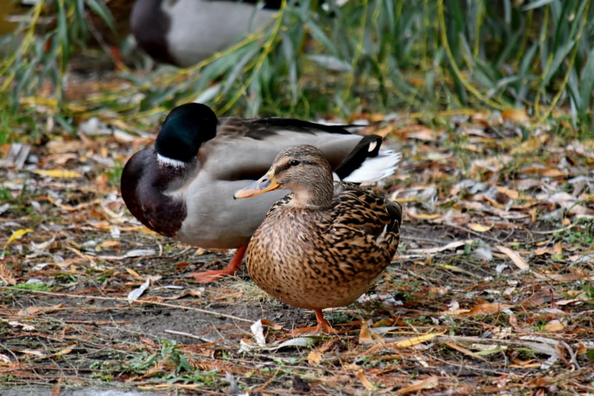 ducks, duck, outdoors, mallard, nature, wildlife, duck bird, waterfowl, bird, poultry