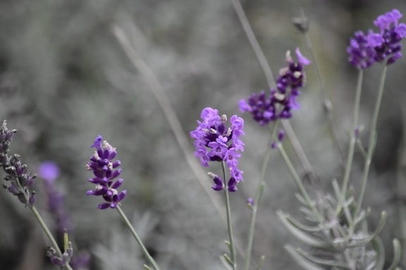 lavender, purple, wildflower, herb, shrub, garden, nature, flora, flower, plant