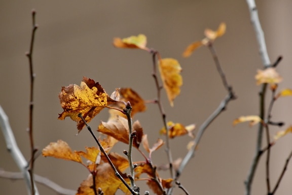 есенния сезон, клон, клонове, сух сезон, жълти листа, дърво, зимни, листа, природата, храст