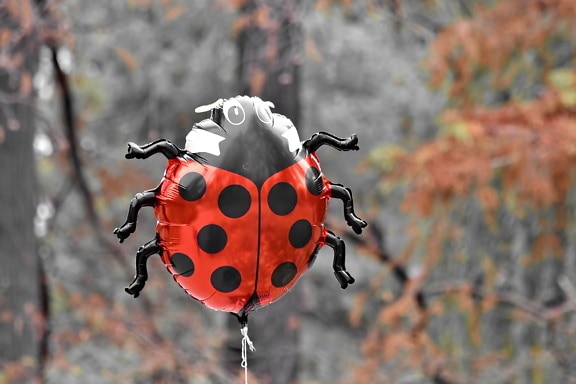 balloon, helium, ladybug, toy, insect, beetle, bug, nature, outdoors, color