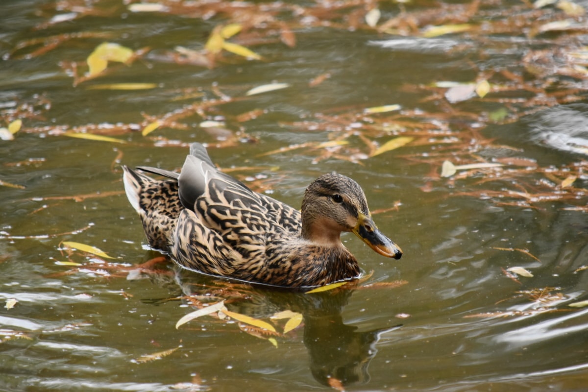 autumn season, duck, natural habitat, wildlife, waterfowl, pool, duck bird, bird, swimming, mallard