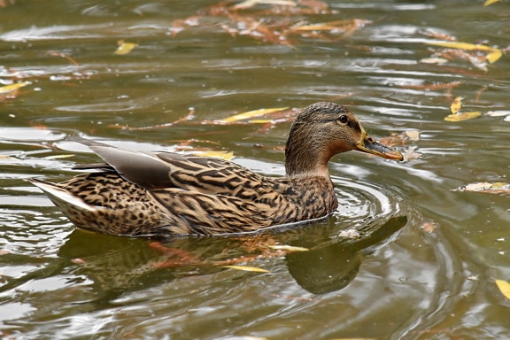 autumn season, camouflage, duck, mallard, swimming, wildlife, bird, waterfowl, duck bird, water