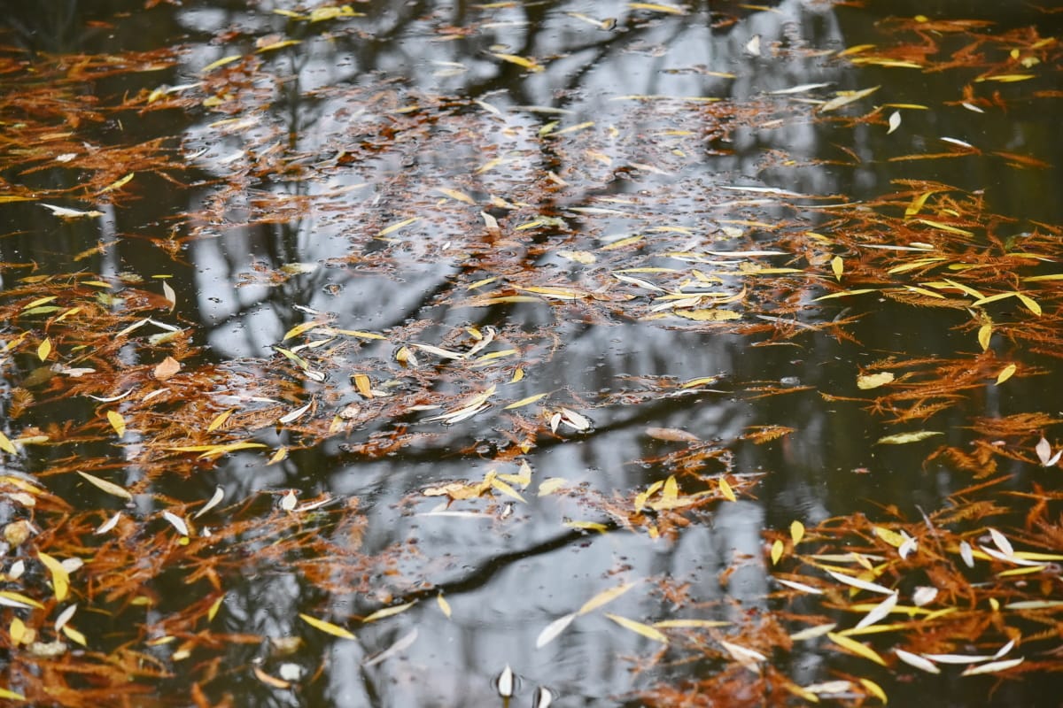 efterårssæsonen, vandstand, refleksion, natur, vand, floden, blad, udendørs, våd, farve