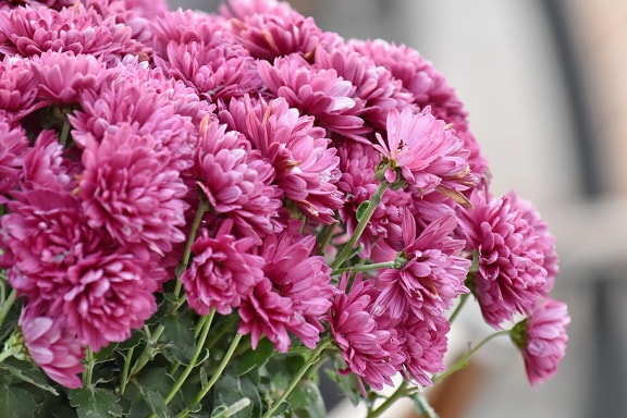 chrysanthemum, pinkish, pink, nature, leaf, plant, cluster, bouquet, flora, flower