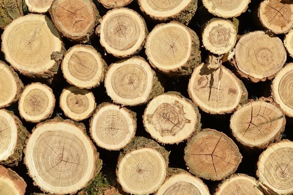 hardwood, light brown, texture, wood, bark, firewood, round, stacks, upclose, old