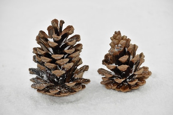 Navidad, decoración, nieve, copos de nieve, naturaleza muerta, cono, invierno, pino, árbol, madera