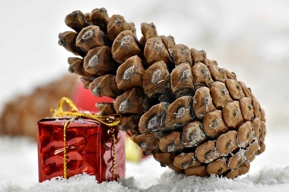 naaldboom, vorstost, cadeau, ijs-crystal, pakket, rood, sneeuwvlokken, Stilleven, Winter, boon