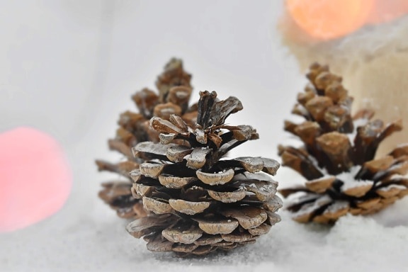 backlight, cone, conifers, illumination, snow, snowflakes, still life, blur, brown, christmas
