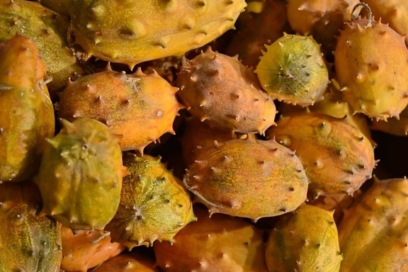 prickly pear, produce, food, fruit, cactus, nature, texture, delicious, nutrition, health