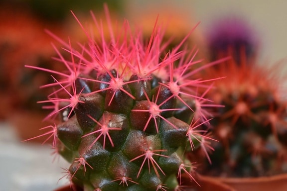 cactus, close-up, desert plant, pink, thorn, succulent, sharp, flora, spike, plant