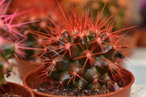 cactus, flowerpot, pinkish, red, thorn, plant, sharp, nature, flora, succulent