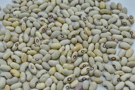 nutrition, food, ingredients, bean, health, vegetable, many, dry, farming, texture