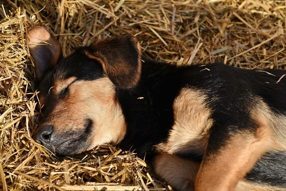đáng yêu, con chó, con chó con, ngủ, rơm, Dễ thương, vật nuôi, răng nanh, cỏ khô, động vật