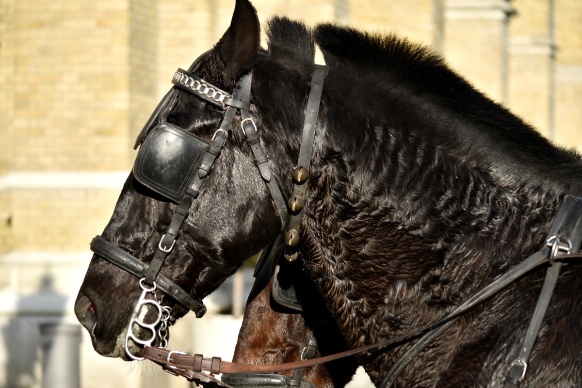 black, harness, head, side view, horse, stallion, cavalry, animal, mare, portrait