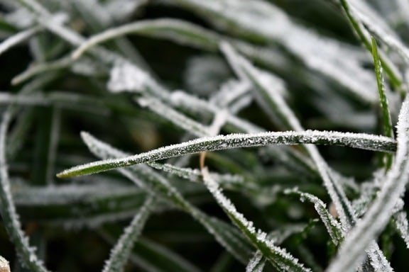 details, frost, green grass, snow, plant, nature, flora, dew, frozen, winter
