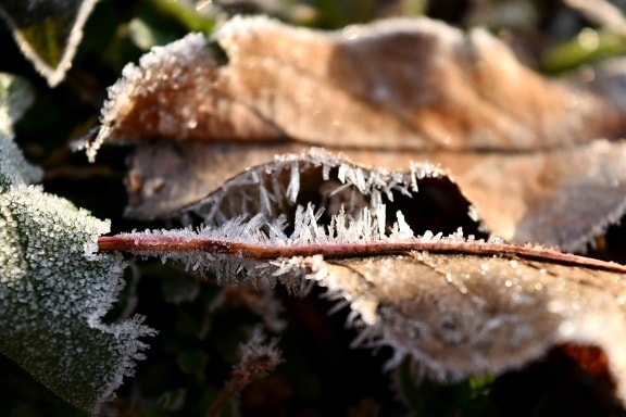 холод, сухой, Морозный, Земля, листья, желтовато-коричневый, природа, дерево, Зима, на открытом воздухе